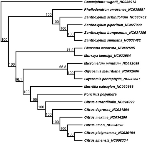 Figure 1. The maximum-likelihood (ML) phylogenetic tree based on 19 complete chloroplast genome sequence. Numbers at the right of nodes are bootstrap support values.