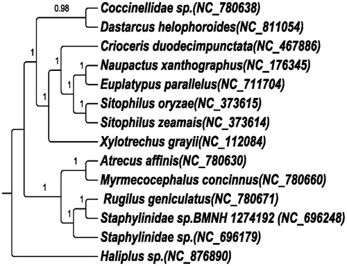 Figure 1. The BI phylogenetic tree of E. parallelus based on 13 PCGs dataset. The BI phylogenetic tree of E. parallelus. A BI phylogenetic tree was reconstructed using 13 PCGs, GTR + I+G was selected as the best model, and with one Termitidae species as outgroups. Numbers on each node indicate the bootstrap value. Leaf names were presented as species names and Genbank accession number.