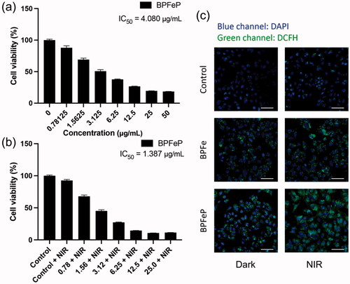 Figure 6. BPFeP showed similar therapeutic activities to BPFe. (a) Cell viability of MCF-7 after treatment with the indicated concentration of BPFeP. (b) Cell viability of MCF-7 after treatment with the indicated concentration of BPFeP and NIR irradiation (under 808 nm laser, 1 W cm−1, 5 min). (c) CLSM images of MCF-7 for observing intracellular ROS generation under different treatments (Dark group was not treated with NIR, NIR group was treated with 808 nm laser, 1 W cm−1, 5 min. Scale bar = 100 μm).