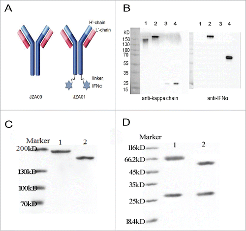 Figure 1. Construction and characterization of JZA01. (A) Diagram of JZA01. IFNα2 was linked to the C-terminal of H′-chain of JZA00 with a G4S linker using overlap PCR yielding JZA01. (B) Western blot analysis of purified JZA01 with anti-kappa chain and anti-IFNα shows that it was properly assembled and was of the correct molecular weight. Lane 1: JZA00 non-reducing; Lane 2: JZA01 non-reducing; Lane 3: JZA00 reducing; Lane 4: JZA01 reducing. JZA01 and JZA00 were purified using protein A affinity chromatography and the purity was identified with (C) non-reducing SDS-PAGE and (D) reducing SDS-PAGE; Lane 1: JZA01; Lane 2: JZA00.