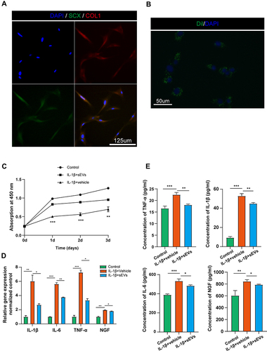 Figure 4 iMSC-sEVs protect tenocytes from IL-1β stimulation. (A) Immunofluorescence staining of tenocytes (Scleraxis+, green; Col I+, red). Scale bar = 125μm. (B) Immunofluorescence staining of iMSC-sEVs and tenocytes (Dil+, green). Scale bar = 50μm. In the in vitro model of tenocytes inflammation, the proliferation of tenocytes was evaluated by CCK-8 assay (C); PCR (D) and ELISA (E) assays were performed to determine the mRNA and protein levels of IL- 1β, IL-6, TNF-α and NGF. All data are expressed as means ± SD. *P < 0.05, **P < 0.01, ***P < 0.001. All experiments were repeated at least three biological replicates independently.