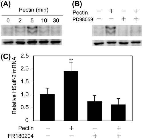 Fig. 5. Effects of pectin on the activation of ERK1/2 and ERK1/2 inhibitor on HSulf-2 mRNA expression level in the differentiated Caco-2 cells.Notes: (A) Differentiated Caco-2 cells were incubated with 0.1 mg/mL pectin for 0, 2, 5, 10, or 30 min. The time course of changes in pectin-induced phosphorylation levels of ERK1/2 were analyzed by Phos-tag Western blotting analysis. (B) Differentiated Caco-2 cells were preincubated with 50 μm PD98059 and then incubated with 0.1 mg/mL pectin for 0 or 5 min. Phosphorylation levels of ERK1/2 were analyzed by Phos-tag Western blotting analysis. (C) Differentiated Caco-2 cells were pretreated with FR180204 for 2 h followed by incubation with 0.1 mg/mL pectin for 1 h. After the medium was exchanged, the cells were incubated for 6 h. Relative mRNA levels of HSulf-2 were measured. The values are shown as means ± SD of three independent experiments. Statistical analyses were performed by Tukey’s test. **p < 0.01.