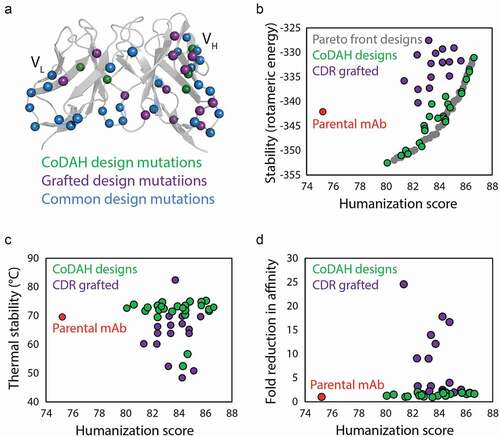 Figure 2. Computational design methods for minimizing stability trade-offs during antibody humanization. (a) A novel computational design method (CoDAH) for humanizing antibodies was used to predict humanizing mutations (green) for a murine antibody that otherwise would not be mutated using traditional CDR grafting humanizing designs (purple), as well as additional mutations common to both methods (blue). (b) Both traditional CDR grafting and CoDAH humanization results in antibodies with improved humanness, but the CoDAH designs also maintain, and even improve, rotomeric stability. (c) CoDAH designs also generally exhibit similar or improved thermal stability. (d) Both humanization methods result in antibody variants with similar affinity as the parental antibody, although several CDR grafting designs display reduced affinity. The figure is adapted with permission from a previous publication.Citation27