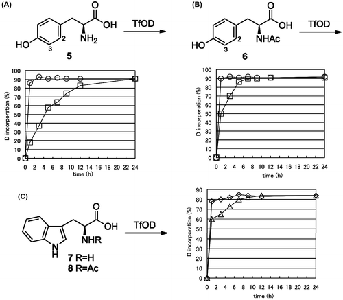 Fig. 3. Time-course H/D exchange of l-Tyr (5), N-Ac-l-Tyr (6), l-Trp (7), and N-Ac-l-Trp (8).Notes: ((A), (B)) Time-course H/D exchange ratio for 2- and 3- position of compound 5 or 6 was presented by open square and circle, respectively. (C) Time-course H/D exchange ratio for indole protons of compound 7 or 8 was presented by open triangle and diamond, respectively.