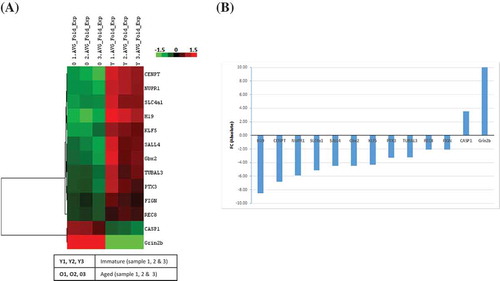 Figure 6. Heat map visualization and fold change for selected differentially expressed genes. (A) Heat map with hierarchical-clustering for selected differentially expressed genes in aged rat primordial follicles compared to immature. A heat map with hierarchical clustering for selected genes between immature and aged rat primordial follicles for FIGN (fidgetin), CASP1 (caspase1), CENP1 (CENPB DNA-binding domain-containing protein 1), SALL4 (spalt like transcription factor 4), NUPR1 (nuclear protein 1, transcriptional regulator), REC8 (REC8 meiotic recombination protein), SLC4A1 (solute carrier family 4 member 1), GBX1 (gastrulation brain homeobox 1), PTX3 (pentraxin 3), TUBAL3 (tubulin alpha like 3), KLF5 (Kruppel like factor 5), and GRIN2B (glutamate ionotropic receptor NMDA type subunit 2B). Dark (red) lines indicates up-expression, while light (green) lines indicate down-regulation in fold change relative to immature. (B) Fold change of selected differentially expressed genes in aged rat primordial follicles. Fold change of 12 selected differentially expressed genes with a fold change >1.5 and a p-value <0.05.