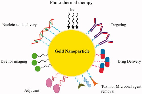 Figure 1. Different applications of gold nanoparticles in diagnosis and therapy. Nanoparticles are used in a variety of contexts such as: photo thermal therapy, targeting, drug delivery, imaging, nucleic acid delivery, toxin and microbial agent removal and as an adjuvant.