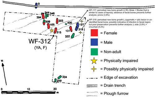 fig 7 Detail of the south-western corner of the Watchfield cemetery. Identifying the location of females, non-adults, and the individual with physical impairment. Note that the only two males in this area are considered possibly physically impaired (WF-117 in Grave 127; WF-318 in Grave 319), but fragmentation and poor preservation prevented further analysis (see Bohling Citation2020, section 7.8 for further details). NB: small, black numbers represent grave context numbers. Image reproduced from Scull et al Citation1992, fig 25, drawn by C Scull and modified by lead author, © Royal Archaeological Institute.