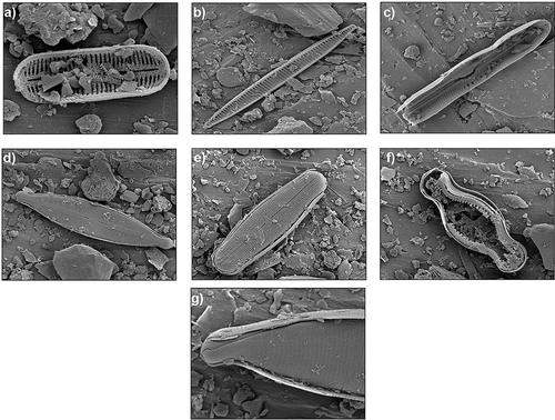 Figure 4. Siliceous microfossils associated with the PM deposit. (A) Diadesmis sp. (×11,000 magnification), (B) Nitzschia westii (×3,000), (C) Muelleria varipunctata (×2,700), (D) Stauroneis anceps (×2,500), (E) Muelleria sabbei (×2,500), (F) Chamaepinnularia sp. (×4,000), (G) Hantzchia amphioxys (×6,500)