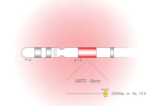 Figure 1. The uridine diphosphate glucuronosyltransferases (UGT) membrane proteins are categorized into two major groups UGT1 and UGT2 and the latter is partitioned into UGT2A and UGT2B. The UGT2 family members are encoded by genes located on chromosome 4 and in the longer arm (q) at position 13.2, 1200 kbp (kilobase pairs).