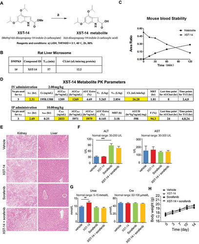 Figure 8. XST-14 exhibits favorable drug metabolism and pharmacokinetic (DMPK) properties and no obvious toxicity against liver/kidney function or body weight. (A) Chemical structure and chemical synthesis route of the XST-14 metabolite for a pharmacokinetic test calibration. (B) Rat liver microsome assay results for XST-14. Column: Kinetex-C18. Mobile phase: mobile phase A, 0.1% formic acid in water; mobile phase B, 0.1% formic acid in acetonitrile. Flow: 0.4 mL/min. Column temperature: room temperature. Injection volume: 7 μL. Run time: 4 min. (C) C57 mouse blood stability results for XST-14 and the XST-14 metabolite. Column: Kinetex-C18. Mobile phase: mobile phase A, 0.1% formic acid in water; mobile phase B, 0.1% formic acid in acetonitrile. Flow: 0.4 mL/min. Column temperature: room temperature. Injection volume: 7 μL. Run time: 4 min. (D) Summary of Sprague-Dawley rat pharmacokinetics (PK) for the XST-14 metabolite administered IV or IP. (E-H) BALB/c mice were treated with vehicle, XST-14 (30 mg/kg, IP, every other day [q.o.d.]), sorafenib (30 mg/kg, P.O., q.o.d.), or a combination of sorafenib (30 mg/kg, P.O., q.o.d.) and XST-14 (30 mg/kg, IP, q.o.d.) for 2 weeks. After the study, the mice were sacrificed, and their body weights were measured; serum was collected for biochemical assays. (E) Hematoxylin and eosin staining results for livers and kidneys (100×). (F) Serum alanine transaminase (ALT) and aspartate transaminase (AST) levels of the indicated mice were detected to evaluate liver function (n = 8 per group). (G) Serum urea and creatinine levels of the indicated mice were detected to evaluate renal function (n = 8 per group). (H) Body weights of the indicated mice were determined twice a week (n = 8 per group). One-way ANOVA was used to compare multiple groups. ***p < 0.001.