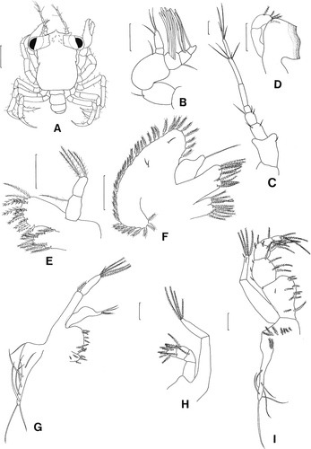 Figure 3.  Scyra acutifrons, megalopal stage. A, dorsal view; B, antennule; C, antenna; D, mandible; E, maxillule; F, maxilla; G, first maxilliped; H, second maxilliped; I, third maxilliped. Scale bars=0.5 mm (A) and 0.1 mm (B–I).