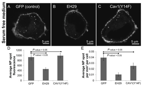 Figure 6 Expression of an inhibitor of clathrin-mediated endocytosis greatly reduces nanoparticle intake whereas inhibiting caveolar endocytosis has no effect compared to a control in serum-free media. Representative images of a HeLa cell expressing (A) green fluorescent protein, (B) EH29, and (C) Y14F incubated with nanoparticles in serum-free media. (D) Average nanoparticle spot fluorescence and (E) average spot density for HeLa cells expressing green fluorescent protein, EH29, and Y14F incubated with nanoparticles in serum-free media.Abbreviations: GFP, green fluorescent protein; NP, nanoparticle.