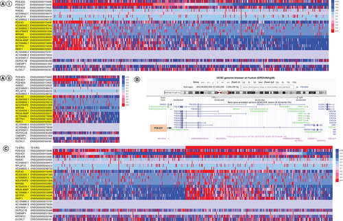 Figure 1. Genome expression on chromosome 5 within PDE4D coding region in prostate cancer patients in comparison to the PDE4D7 score.(A) Heat map of gene expression in PCa patient samples from datasets 1 n = 533 (i) and 2 n = 151 (ii) ordered according to their PDE4D7 scores from high to low. Gene expression values of the shown transcripts located in the genomic region of the PDE4D gene on chromosome 5 were determined by NGS RNA sequencing. Transcript names highlighted in yellow show p-value <0.05 in expression difference between samples with high versus low PDE4D7 score. (B) Chromosome 5 genome alignment in PDE4D coding region between approx. 59,000,000–60,500,000 bp from UCSC genome browser (GRCh38/hg38 Human Dec 2013 assembly), accessed on 14 April 2022. PDE4D7 isoform annotated by arrow and orange text box. (C) Heat map of gene expression in PCa patient samples from datasets 1 (n = 533) ordered according to their TMPRSS2-ERG (T2-ERG) fusion status.