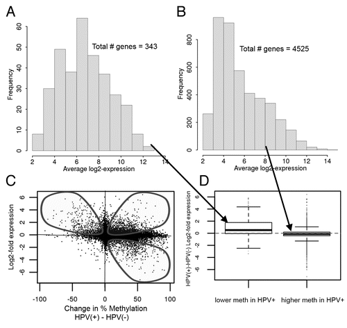 Figure 2 Integrating DNA methylation (Illumina Infinium platform) and gene expression data in HPV(+) and HPV(−) cell lines. (A) Histogram of average expression levels (across all 4 cell lines) for the 343 genes whose promoter regions are less methylated in HPV(+) than in HPV(−); (B) Histogram of average expression levels for the 4,525 genes whose promoter regions are more methylated in HPV(+) than in HPV(−). (A and B) together illustrate that genes with higher promoter methylation in HPV(+) cells are generally expressed at low levels. (C) Scatterplot showing the relationship between methylation and gene expression in HPV(+) and HPV(−) cell lines. The top half of the figure represents genes more highly expressed in HPV(+) cell lines and the right half of the figure shows genes more highly methylated in HPV(+) cell lines. Genes near the x-axis do not differ in expression even though many are differentially methylated in HPV(+) and HPV(−) cells. Genes within the loops are differentially expressed in HPV(+) and HPV(−) cells. Overall the expression negatively correlates with methylation, although not as strongly as expected due to the unexpected population of genes in the top right quadrant having higher methylation and expression in HPV(+) relative to HPV(−) cells (Pearson correlation coefficient = −0.21). Expression levels of genes near the y-axis are unrelated to the change in percent methylation. (D) Boxplot of HPV(+)/HPV(−) expression differences for genes with lower methylation in HPV(+) cells (left) and genes with higher methylation in HPV(+) cells (right).
