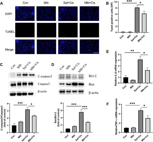Figure 2 Anti-apoptosis and anti-inflammation effect of Mlb in cisplatin-treated mice. (A) images of TUNEL assay in renal sections at 72 h after cisplatin injection. Original magnification, ×400. Green staining represents TUNEL-positive cells and blue staining indicates nuclei in the tissue. (B) Statistical analysis of TUNEL-positive cells. (C and D) Protein levels of pro-caspase3, cleaved caspase3, Bax, and Bcl-2 in the kidney. (E and F) The relative mRNA expression levels of IL-6 and TNF-α. The data were shown as the mean ± SEM, *P < 0.05, **P < 0.01, ***P <0.001, n =4–6 for RT-qPCR, n = 6 for the others.