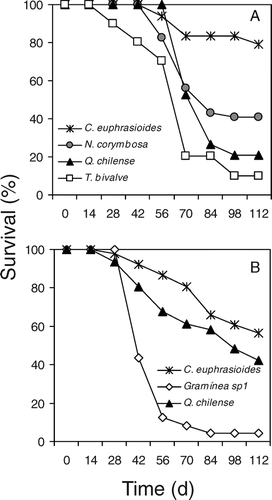 Figure 5 Percentage of seedling survival of different species emerged during the 2007 growing season in disturbed (A) and non-disturbed areas (B) of the south-facing slope in the surroundings of the La Parva Ski complex in the Andes of central Chile.