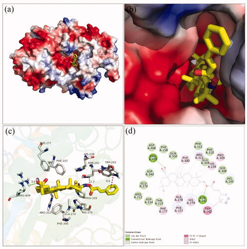 Figure 2. The molecular docking of analogue 3a with α-glucosidase (homology mode): (a) 3a in the electrostatics active pocket; (b) 3a in the active pocket; (c) 3D view of 3a with α-glucosidase; (d) 2D view of 3a with α-glucosidase.