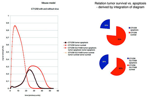 Figure 5. Two different treatments of CT1258 are compared: no therapy vs. VACV treatment. Again the polynomial areas of the diagrams were calculated. CT1258 is shown to be highly aggressive in vivo. Our in silico modeling shows a highly proliferating tumor in the case of no treatment.