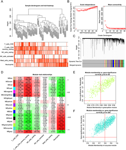 Figure 2 Weighted gene co-expression network analysis (WGCNA). (A) Immune cell sample clustering and phenotypic information. (B) Screening for suitable soft thresholds and the soft threshold is selected as 22. (C) The cluster dendrogram with the gene modules and module merging. (D)The correlation between gene modules and immune cell fraction. (E) The correlation with each differential immune cells shown in scatter plot in greenyellow modules. (F) The correlation with each differential immune cells shown in scatter plot in turquoise modules.