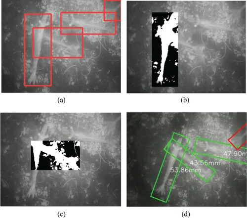 Figure 6. Comparison of the size estimation methods between regular YOLOv5 and the proposed method in the overlapping shrimps. (a) Regular YOLOv5. (b)(c) Regular YOLOv5 failed to estimate size by segmentation. (d) Our angle detection-based size estimation result.