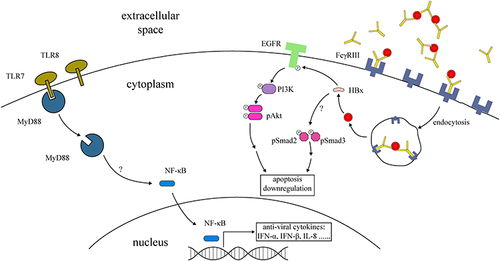 Figure 1 Graphic representation of anti-viral cytokine production and regulation of apoptosis in trophoblasts during HBV infection. Activated TLRs recruit MyD88, which then promotes the release of NF-κB into the nucleus and generates the production of anti-viral cytokines. The maternal IgG complex with HBV may be internalized into trophoblasts via Fcγ receptor III. Internalized HBV regulates apoptosis through the HBx antigen. HBx downregulates trophoblastic apoptosis via activation of the EGFR-PI3K-Akt pathway. This protein also activates other signals like Smad2 and Smad3 in the process of apoptosis inhibition.