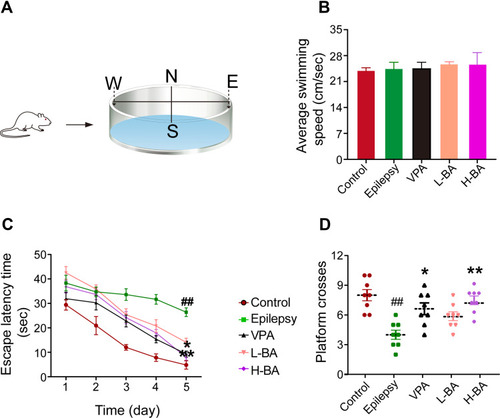 Figure 3 Effects of BA on spatial learning and memory. (A) Diagrams of MWM. (B) Averages swimming speed in target quadrant. (C) The escape latency time. (D) Platform crosses in target quadrant. The values were presented as the mean ± SEM. (n = 8. ##P < 0.01 vs control group; * P < 0.05, ** P < 0.01 vs epilepsy group).