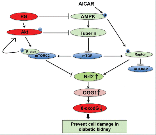 Figure 7. Proposed model for the role of AICAR in preventing kidney damage in diabetes. AICAR activates AMPK and inhibits binding of raptor to mTORC1 to decrease mTOR and increase OGG1 activity. Inactivation of AMPK results in downregulation Nrf2 and leads to decrease the functional activity of OGG1. On the other hand, inactivation of Akt and inhibition of mTORC2 results in upregulation of OGG1 activity to reduce accumulation of oxidative DNA damage in renal cells. The consequences steps of upregulation and downregulation of major signals that activate the DNA repair pathways and prevent cell damage lead to improved kidney parameters in diabetic patients under the therapeutic effect of AMPK activator.