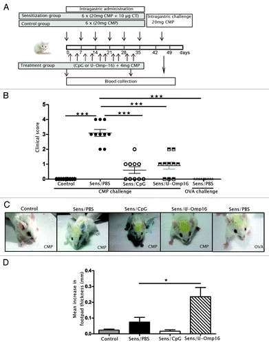 Figure 1. Experimental design and in vivo assays. (A) Schematic overview of the experimental design for the food allergy mouse model in BALB/c mice. (B) Hypersensitivity scores of sensitized mice 30 min after last challenge with CMP. Each point represents an individual mouse. Mice were treated with PBS+CMP (Control) or CpG+CMP (Sens/CpG) as controls, or U-Omp16+CMP (Sens/Omp16), and intragastric challenge was performed with CMP or OVA, as control. Mean and standard deviation are indicated. Data are representative of 2 independent experiments (n/group = 5). (C) Cutaneous test performed before the oral challenge showing the blue color corresponding to extravasation of blue Evans in a positive reaction. CMP, OVA, or PBS were inoculated in mice’s ears and blue Evans, in the tail vein. (D) Delayed-type hypersensitivity (DTH) response to CMP was assayed 3 wk after the last boost to evaluate the cellular immune response in vivo. Twenty μg of CMP were injected into one footpad, and saline was injected into the contra lateral footpad, as a negative control. The thickness of both footpads was measured 48 h later. Results are shown as mean increment in the hind footpad between right and left foot ± SEM at 48 h for each group (n/group = 5). Significant difference from CMP alone treated group is indicated (*P < 0.05). Results are representative of 2 independent experiments.