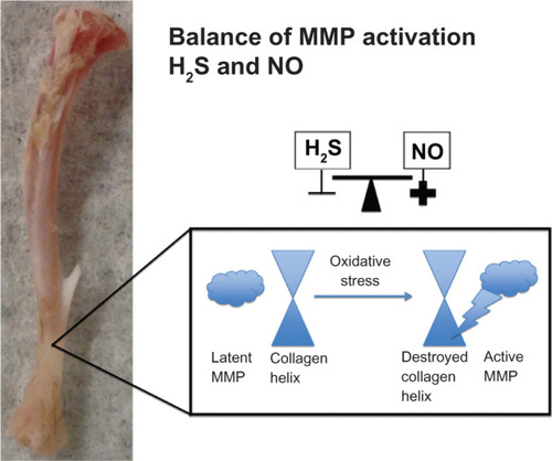 Figure 5 Balance of MMP activation with H2S and NO.