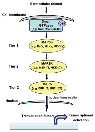 Figure 1 Activation of MAPK signaling by small GTPases. Extracellular stimuli activate small GTPases that in turn activate three-tiered MAPK signaling modules.