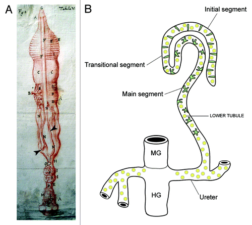 Figure 1. Insect Malpighian tubules (A), Malpighi’s original drawing of the MpTs (and gut) of the silkmoth Bombyx mori (Malpighi, 1669). The MpTs are indicated with arrowheads. (B) Schematic representation of the MpTs of Drosophila. Drosophila, has four MpTs, a longer anterior pair and a shorter posterior pair (a single anterior tubule is depicted). Each tubule is divided into four regions based on differences in cell structure and physiology along the proximodistal axis: initial, transitional, main segment and ureter. Two main physiologically distinctive cell types are known, principal cells (yellow) and stellate/bar cells (green). Midgut (MG) and hindgut (HG) are indicated. Image in A reproduced courtesy of the Royal Society of London.