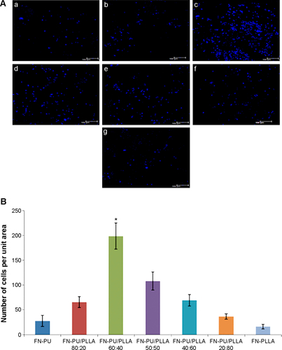 Figure S5 (A) Confocal 4′,6-diamidino-2-phenylindole (DAPI)-stained composite images of KG1a cells adhered to the fibronectin (FN)-coated scaffolds following 2 hours’ incubation: (a) 100% polyurethane (PU), (b) PU/poly-l-lactic acid (PLLA) 80:20, (c) PU/PLLA 60:40, (d) PU/PLLA 50:50, (e) PU/PLLA 40:60, (f) PU/PLLA 20:80, and (g) 100% PLLA. (B) Quantitative measurement of number of DAPI-stained cells per unit area of different scaffolds.Note: *P≤0.01 vs PU/PLLA 50:50.