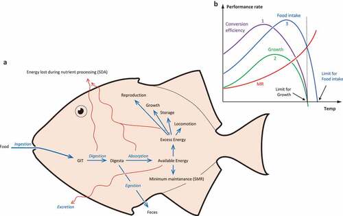 Figure 3. (a) Dynamic energy budget in a fish. Energy is provided by ingestion of food, which is processed in the gastrointestinal tract (GIT). Food undergoes digestion and portion of the digesta is absorbed, and some is not absorbed and is lost via the feces (egestion). Absorbed nutrients provide energy that is used for basal maintenance (SMR). Energy in excess is allocated to activity/locomotion, storage/reserves, somatic growth, or reproduction. Energy is also lost during processing of nutrients via SDA and some due to excretion of N-containing compounds, i.e. NH3 [based on [Citation124] and [Citation125]]. (b) General effects of temperature on performance (conversion efficiency) and rates of food intake, metabolic rate, and growth in fish. Numbers (1–3) indicate maxima (optima) in relation to temperature [modified from [Citation126]]