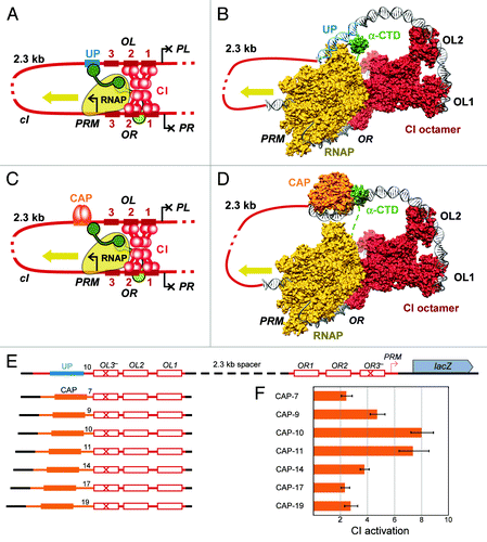 Figure 1. The effect of CAP operator position at OL on activation of PRM. (A) A CI octamer-mediated complex which bridges OR and OL forms a 2.3kb DNA loop, and allows the α subunit of an RNAP (αCTD) bound at PRM to contact the UP element at OL. (B) A structural model of an RNAP-lambda CI-OR-OL complex, assembled as described in Cui et al.,Citation16 and positioned to mimic the view in (A). The model shows that when an octamer of CI (red) connects OR and OL, it is plausible that an RNAP αCTD subunit (green) can interact with the UP element sequence (blue) at OL. The DNA connecting OR and OL is represented by a red line. (C)The α subunit of RNAP is known to interact with DNA-bound CAP.Citation30 This cartoon shows how a CAP operator, artificially replacing the UP element, may be able to recruit an RNAP α subunit to OL, and thereby activate PRM. We predicted that this contact, and hence the degree of PRM activation, would be sensitive to CAP operator sp.acing. (D) A structural model of an RNAP-lambda CI-DNA-CAP-αCTD subunit complex was constructed by replacing the UP element DNA in part (B) with the CAP-DNA-αCTD structure (taken from PDB 1LB2). The CAP-DNA-αCTD complex has been positioned to reproduce the CAP-10 construct (below), where the edge of the CAP operator is positioned 10bp from the edge of the OL3 operator. The DNA connecting OR and OL is represented by a red line. Inherent flexibility of the OL DNA, the CI octamer complex and the αCTD linker peptide (shown as a green dashed line) means that the structure shown here is one of many possible conformations of the complex. (E) The UP element at OL was replaced with a consensus operator for the CAP protein. The arrangement of the PRM lacZ reporters used to assay the effect of CAP operator position relative to OL is shown. A CAP consensus operator was placed at various positions (distances in base pairs are indicated) on the OL3 side of the distal OL site, replacing the λ UP element. OR3− and OL3− mutations were used to eliminate CI repression of PRM. (F) Effect of CAP site sp.acing on CI activation of PRM. The 3.3 WLU λCI expression construct was integrated at φ 186 attBCitation16 and CAP was expressed from the wild type chromosomal gene. CI activation is defined as the fold increase of PRM activity at 3.3 WLU CI over basal (absence of CI). Error bars represent 95% confidence intervals (n ≥ 8). The mean activity of PRM in the absence of CI was 143 ± 5 units (n = 56).