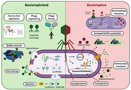 Figure 5 Bacteriophage—Friend vs Foe. The impact of bacteriophages with respect to antimicrobial resistance are summarized, depicting the beneficial applications on the left and the potential risks on right.