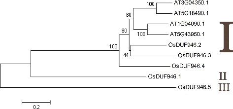 Figure 2. Phylogenetic relationship of five OsDUF946 members in rice and four DUF946 members in Arabidopsis.