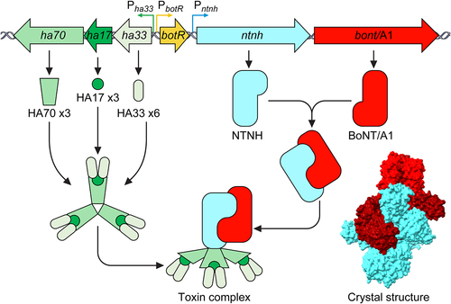 Figure 4. Structure of the progenitor complex (PC) and BoNT-NTNH heterodimer. The NTNH and BoNT interlock to form a heterodimer with the catalytic light chain positioned on the exterior, held in place by the peptide belt of the heavy chain translocation domain (HN). The HA proteins assemble to form a symmetric tripod structure (B.). The NTNH interacts with the three HA70 proteins of each “arm” to complete the PC. Crystal structure of BoNT/A1- NTNH/A1 is shown in the bottom right and was prepared with UCSF ChimeraX with the BoNT heavy chain coloured dark red (PDB ID:3VOA) [Citation202,Citation216].