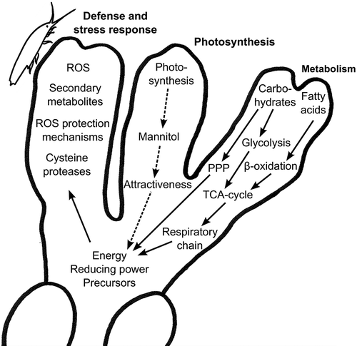 Fig. 7. Model showing grazing-induced changes in photosynthesis, carbohydrate and lipid metabolism, and defences in Fucus vesiculosus. Grazing by Idotea baltica results in down-regulation of photosynthesis that would lead to a reduced availability of energy, reducing power and precursors (dashed arrows). At the same time, grazing results in the activation of glycolysis, pentose phosphate pathway (PPP) and β-oxidation, leading to the accumulation of energy, reducing equivalents and precursors that may then be used to induce defence mechanisms, such as reactive oxygen species (ROS), secondary metabolites and cysteine proteases (solid arrows).