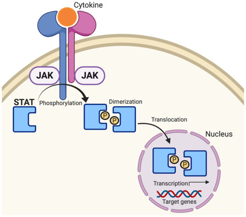Figure 4 Janus kinase/signal transducers and activators of transcription (JAK/STAT) signaling pathway. Cytokines facilitate activation of receptor-bound JAKS leading to phosphorylation, dimerization, and translocation of STAT to the nucleus to promote transcription of target genes.