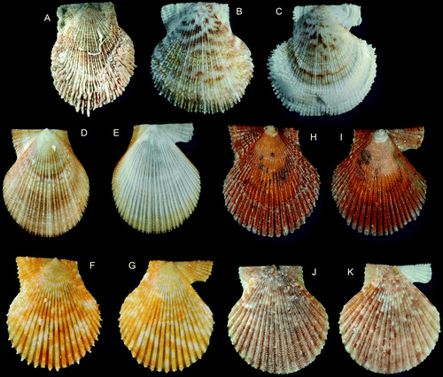 Figure 20.  Pectinidae spp. (A) Talochlamys pusio, Ø 23.3 mm, western Norway, 39–41 m (SMNH 55498). (B,C) Talochlamys pusio, Ø 29.1 mm, western Norway, Bergen (SMNH 55500). (D,E) Chlamys islandica, Ø 14.7 mm, BIOICE#2941, off northwestern Iceland, depth 156 m (SMNH 55492). (F,G) Mimachlamys varia, Ø 7.0 mm, Sweden, Bohuslän, Gullmarsfjord (SMNH 55943). (H,I) Mimachlamys varia, Ø 16.0 mm, Norway, Raunefjord, intertidal (SMNH 20567). (J,K) Aequipecten opercularis, Ø 15.2 mm, Sweden, Bohuslän, Koster area (SMNH 55493).