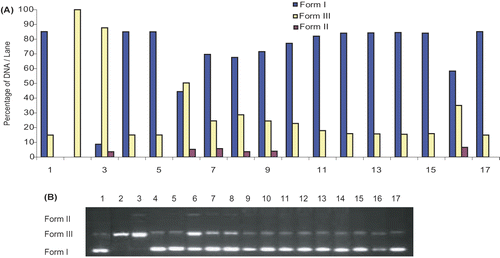 Figure 5.  A) The quantified band intensity for the sc-DNA (form I), oc-DNA (form II) and l-DNA (form III) with Quantity One 4.5.2. version software. B) Electrophoretic pattern of pBluescript M13+ DNA after UV-photolysis of H2O2 in the presence or absence of methanol extract of C. niveum. Reaction vials contained 200 ng of supercoiled DNA (31.53 nM) in distilled water, pH 7). Electrophoresis was performed using 1% agarose at 40 V for 3 h in the presence of ethidium bromide (10 mg/mL). Electrophoresis running buffer: TAE (40 mM Tris acetate, 1 mM EDTA, pH 8.2). Lane 1, control DNA; Lane 2, linearized pBluescript M13(+) DNA ( Pst I digest); Lane 3, DNA + H2O2 (2.5 mM)+UV; Lane 4, DNA + UV; Lane 5, DNA + H2O2 (2.5 mM); Lane 6, DNA + DMSO (50 mM ) + H2O2 + UV; Lane 7, DNA + thiourea (10 mM) + H2O2 (2.5 mM) + UV; Lane 8, DNA + KI (50 mM) + H2O2 (2.5 mM) + UV; Lane 9, DNA + Cm (50 µg/ml) + H2O2 (2.5 mM) + UV; Lane 10, DNA + Cm (100 µg/ml) + H2O2 (2.5 mM) + UV; Lane 11, DNA + Cm (200 µg/ml) + H2O2 (2.5 mM) + UV; Lane 12, DNA + Cm (300 µg/ml) + H2O2 (2.5 mM)+UV; Lane 13, DNA + Cm (400 µg/ml) + H2O2 (2.5 mM) + UV; Lane 14, DNA + Cm (500 µg/ml) + H2O2 (2.5 mM) + UV; Lane 15, DNA + methanol + UV; Lane 16, DNA + methanol + H2O2 (2.5 mM) + UV; Lane 17, control DNA. Reactions were all performed at room temperature in phospahate buffer containing 100 mM sodium chloride. Cm: methanol extract of C. niveum.