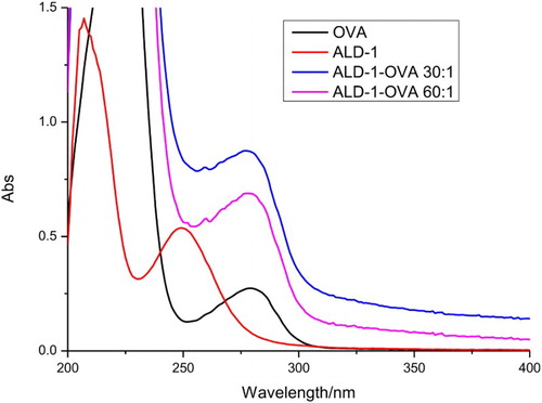 Figure 2. UV spectra characterization for ALD–OVA, ALD, and OVA.