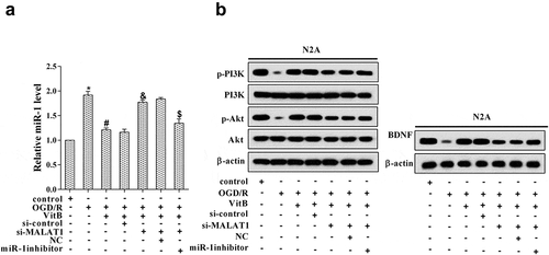 Figure 4. Vitamin B1 and B12 affected BDNF and PI3K/Akt pathway through MALAT1/miR-1 axis. N2A cells were allocated into seven groups: control, OGD/R, OGD/R+ VitB (5μM), OGD/R+ VitB+si-control, OGD/R+ VitB+si-MALAT1 (20μM), OGD/R+ VitB+si-MALAT1+ NC, and OGD/R+ VitB+si-MALAT1+ miR-1 inhibitor. (a) The expression of miR-1 in N2A cells of different groups was assessed with qRT-PCR. (b) The protein level of p-PI3K, PI3K, p-Akt, Akt, and BDNF in N2A cells was determined using western blot. *P < 0.05 compared with control; #P < 0.05 compared with OGD/R; &P < 0.05 compared with the OGD/R+ VitB+si-control group; $P < 0.05 compared with the OGD/R+ VitB+si-MALAT1+ NC group.