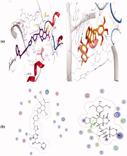 Figure 13. Binding mode and H-bonds interactions of compound 4a (left) and etoposide (right) within ‎6ZY7 ‎active site: (a) 3 D structure and (b) 2 D interactions.