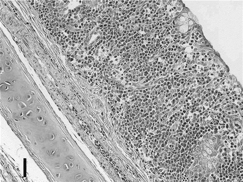 Figure 2. Trachea of a chick challenged by aerosol with M. gallisepticum R-strain. The mucous membrane of the trachea is markedly thickened and infiltrated by lymphocytes, histiocytes and plasma cells. Haematoxylin and eosin staining. Bar marker = 30 µm.