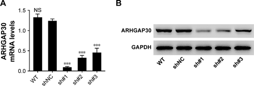 Figure S2 Downregulated ARHGAP30 expression in NCI-H292 cells.