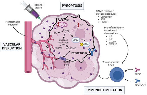 Figure 1. Tigilanol tiglate promotes pyroptotic cell death and sensitizes to immune checkpoint inhibitors. IT administration of TT initiates mitochondrial and ER stress responses, leading to generation of ROS, induction of the ISR as illustrated by the phosphorylation of eIf2alpha, caspase activation, and subsequent GSDME-mediated pyroptotic cell death. This cell demise shows immunogenicity due to the release/surface exposure of DAMPs (e.g., calreticulin, ATP, HMGB1) together with pro-inflammatory cytokines (e.g., IL6, IL8, CXCL9, CXCL10). This cascade of events triggers a tumor-specific T cell response which can be enhanced by systemic immunotherapy with inhibitors of the CTLA-4 and PD-1 immune checkpoints. CTLA-4, cytotoxic T lymphocyte associated protein 4; CXCL, chemokine (C-X-C motif) ligand; DAMP, damage-associated molecular pattern; ER, endoplasmic reticulum; GSDME, gasdermin E; HMGB1, high mobility group box 1; IL, interleukin; ISR, integrated stress response; IT, intratumoral; PD-1, programmed cell death protein 1; ROS, reactive oxygen species; TT, tigilanol tiglate. Created with BioRender.com.