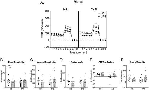 Figure 6. Synaptosomes were collected on PND 122 and 125. This was over 10 weeks after the final stressor and 72 h following the final repeated LPS injection. We collected tissue 72 h after LPS injection in order to reflect mitochondrial function at a timepoint relative to LPS that was similar to the final open field and Y maze assessments. Mitochondrial respiration was not altered by stress history or chronic LPS history in males. A) Overall oxygen consumption rate (OCR) across the measurements of the Cell Mito stress Test. Mitochondrial dynamics, including basal respiration (B), maximal respiration (C), proton leak (D), ATP production (E), and spare capacity (F), were not altered by stress history or chronic LPS exposure. *p < 0.05. Symbols or bars represent mean ± SEM.