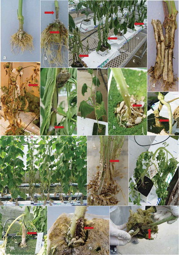 Fig. 1 (Colour online) Development of P. capsici on greenhouse vegetables at various stages following inoculation. (a) Healthy roots and stem of greenhouse ‘Cubico’ pepper. (b) Early stage dark brown discolouration of roots (arrow) and dark stem canker formation (arrow) on greenhouse ‘Cubico’ pepper 1 week after inoculation (c) Progressive wilting of infected greenhouse ‘Cubico’ pepper plants (arrows). (d) Internal brown–black discolouration within the stem and crown tissue of infected greenhouse ‘Cubico’ pepper. The central part of the stem is also hollow and dried. (e) Severe symptoms on greenhouse ‘Cubico’ pepper 2 months after inoculation. The leaves are necrotic, wilted and yellowish–brown in colour (arrow). The stem and branches are very stiff and hollow, and yellowish-green colour. The plant is dried-up, the fruits are shrivelled and partially rotted. (f) Stem and fruit rot on infected greenhouse ‘Cubico’ pepper plant. The pepper plant was inoculated on the fruit and at the branches. The leaves have wilted and the fruit is decayed and shrivelled. Some white mycelial growth due to P. capsici is visible on the top part of the fruit and on the stem (arrows). (g) Foliar wilt of greenhouse ‘Corona’ cucumber 7 days after inoculation. (h) Decayed stem of infected greenhouse ‘Corona’ cucumber plant. The lower stem is yellowish-green colour and is shrivelled (arrow) compared with the upper healthy part. (i) Later stage of stem canker formation on ‘Corona’ cucumber. Stem canker is yellow-brown (arrow) with oldest leaves now necrotic (not shown). (j) Foliar wilt and necrosis of ‘Corona’ cucumber (arrow) during the late stage of infection. (k) Internal dark brown discolouration of vascular stem tissue (arrow) and dark brown roots during the late stage of infection of ‘Corona’ cucumber. (l) Foliar wilt of greenhouse ‘Trust’ tomato 12 days after inoculation. (m) Initial yellow-brown canker formation (arrow) at the base of infected greenhouse ‘Trust’ tomato and chlorosis of bottom branches (arrow). (n) Dark canker formation (arrow) at stem base during later stage of infection on greenhouse ‘Trust’ tomato. (o) Internal dark brown discolouration of vascular stem tissue (arrow) of infected greenhouse ‘Trust’ tomato.