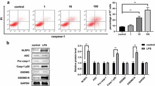 Figure 1. Lipopolysaccharides (LPSs) promoted the pyroptosis of 1321N1 cells. (a) Dead 1321N1 cells treated with LPS (1, 10, and 100 ng/mL) were analyzed using propidium iodide (PI) staining. **P < 0.01. (b) Protein expression levels of NLR family pyrin domain containing 3 (NLRP3), apoptosis-associated speck-like protein (ASC), pro-caspase-1, caspase-1-p20, gasdermin D (GSDMD), and N-terminal fragment of gasdermin D (GSDMD-N) in LPS (100 ng/mL)-treated 1321N1 cells were measured using Western blotting. **P < 0.01.